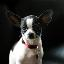 dog from MNIST